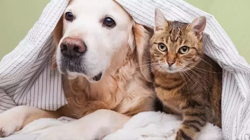 Treat Your Pets Right with Zooplus: The Ultimate Pet Paradise