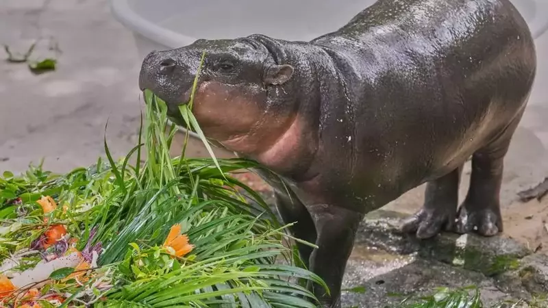 Moo Deng, the Pygmy Hippo, Celebrates First Birthday with Global Fanfare