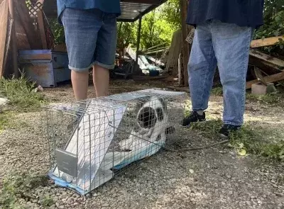 Hope Amidst the Havoc: Volunteers Unite to Reunite Pets with Owners After Devastating Texas Floods