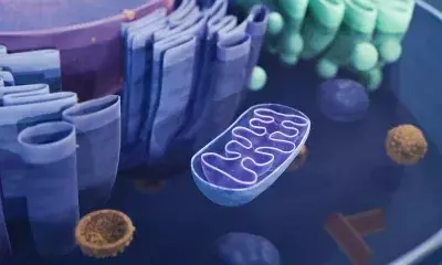 Breakthrough Genetic Technique Prevents Inherited Mitochondrial Diseases