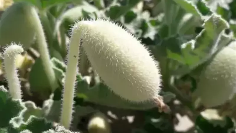 Unveiling the Explosive Seed Dispersal of the Squirting Cucumber