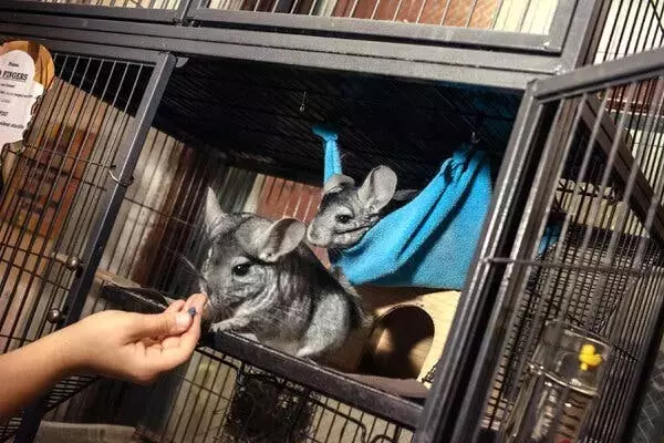 Creature Comforts: Animals as Unique Bookstore Companions