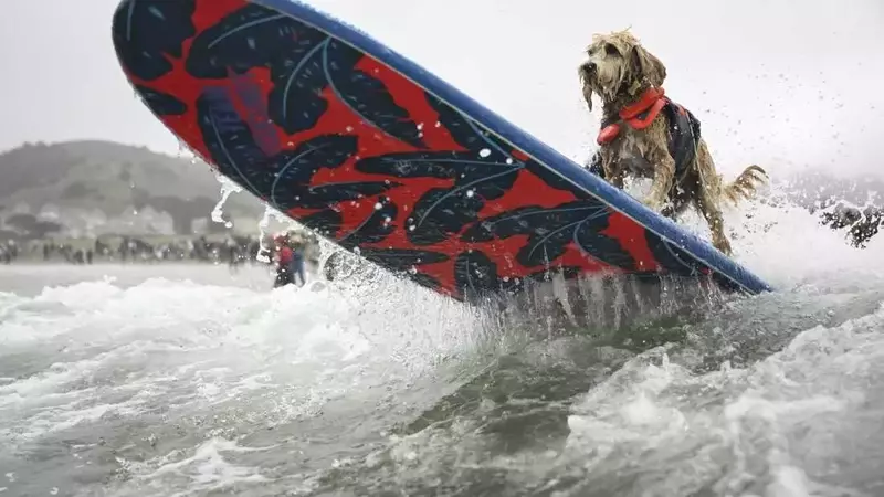 Canine Conquerors of the Waves: A Dive into the World Dog Surfing Championships