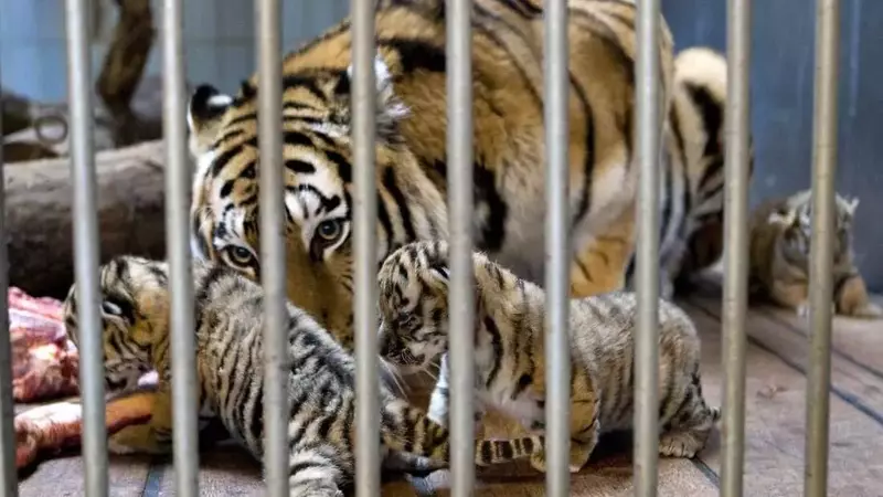 Danish Zoo's Unique Pet Donation Program for Predator Feeding Sparks Global Debate