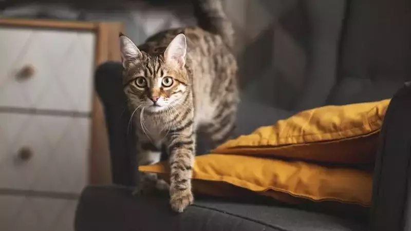 Understanding and Managing Feline Nighttime Antics