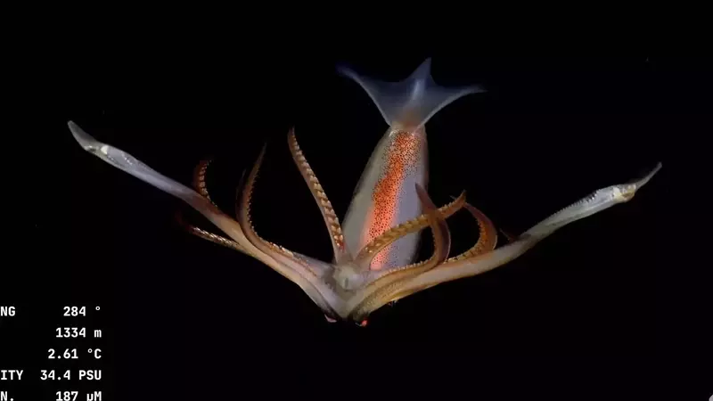 Deep-Sea Creatures Spark National Debate in Argentina