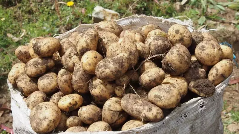 The Evolutionary Enigma of the Humble Potato Unraveled