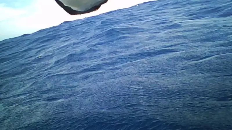 Scientists Uncover Surprising Defecation Habits of Streaked Shearwaters