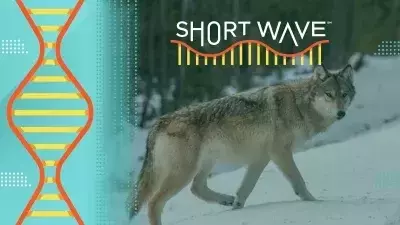 Yellowstone Wolves: Three Decades of Ecological Impact and Debate