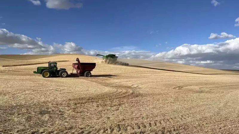 US Wheat Farmers Grapple with Trade Uncertainties Amid Tariff Landscape