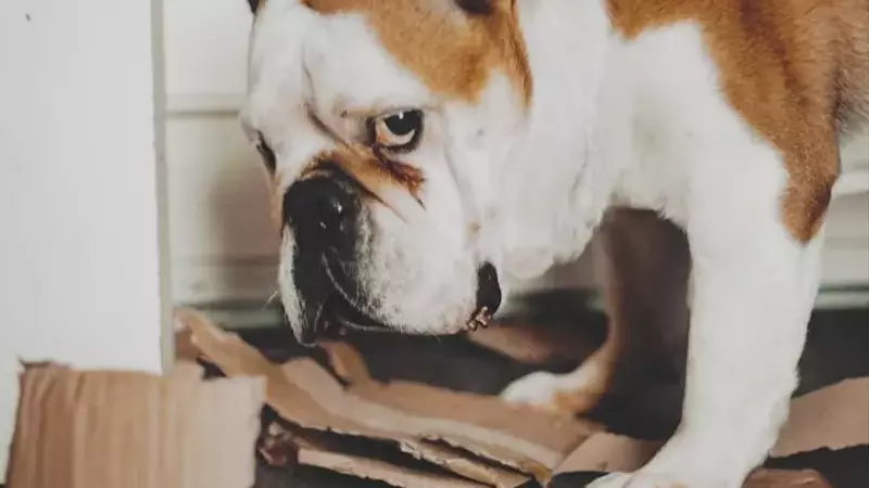 Understanding Canine Behavior: Do Dogs Truly Feel Guilt?