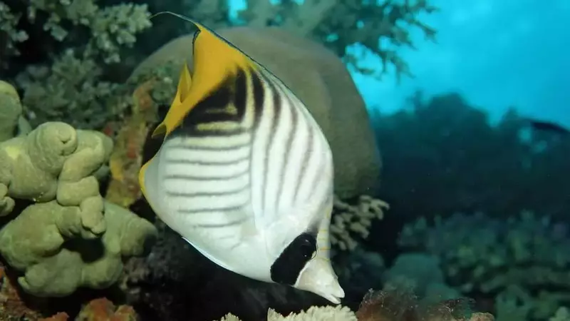 Fishy Feelings: Uncovering Pleasure in Underwater Worlds
