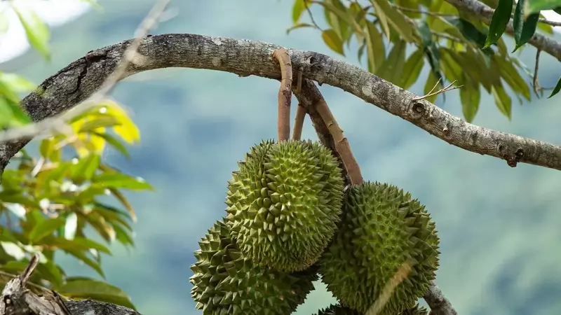 Durian Devotion: A Global Gathering in Puerto Rico's Rainforest