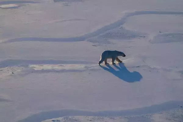 Arctic's Rapid Transformation: Unprecedented Changes in Svalbard's Ecosystem