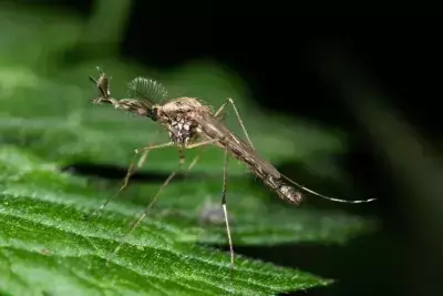 Mosquitoes Make First Appearance in Iceland Amidst Warming Climate
