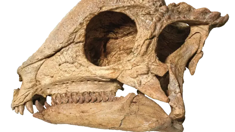 The Remarkable Discovery of Zavacephale Rinpoche: A New Perspective on Dome-Headed Dinosaurs