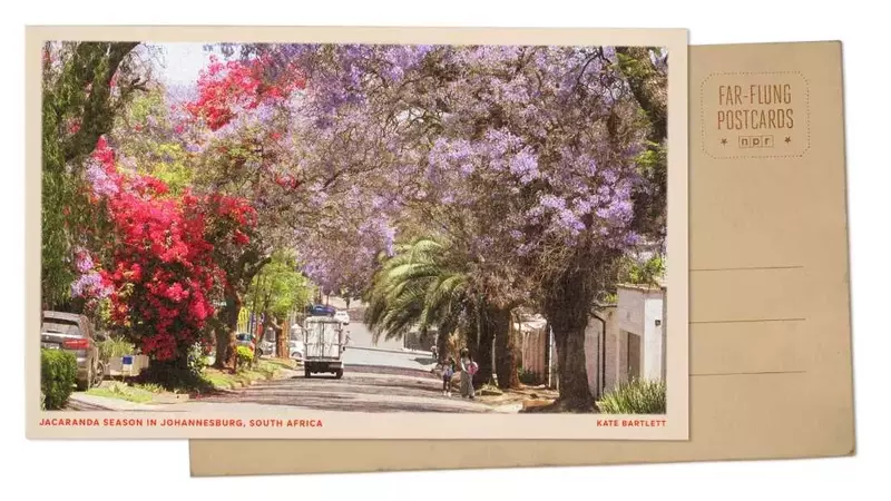Johannesburg's Spring Transformation: A Jacaranda Spectacle