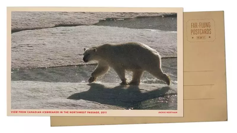 Arctic Expedition: Polar Bears Encounter Icebreaker