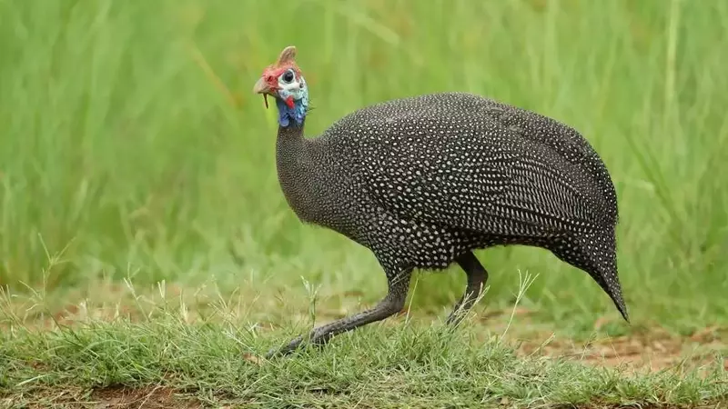 The Curious Journey of the Turkey: From Ancient America to Thanksgiving Tables and Everyday Expressions