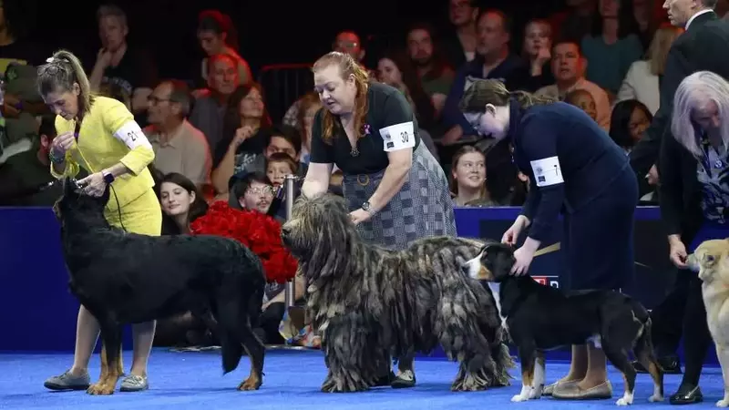 Soleil, Belgian Sheepdog, Crowned Best in Show at National Dog Competition