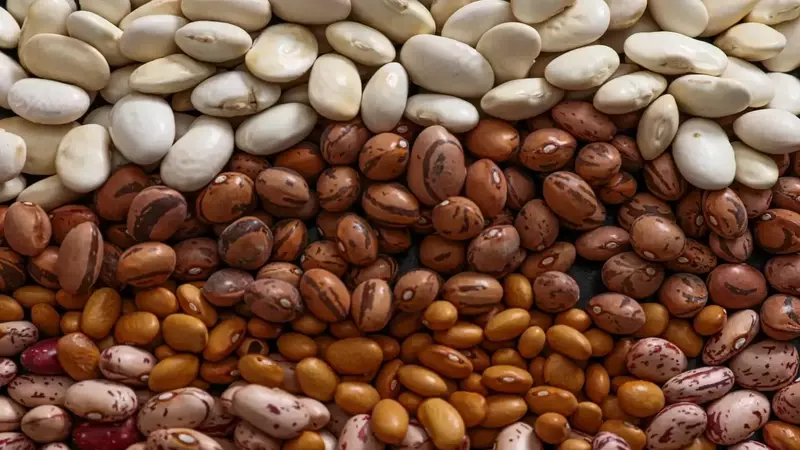 The Quest for the Flatulence-Free Bean: A Scientific Investigation