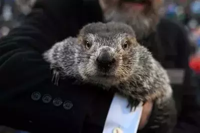 Groundhog Day: Punxsutawney Phil's Annual Winter Prediction