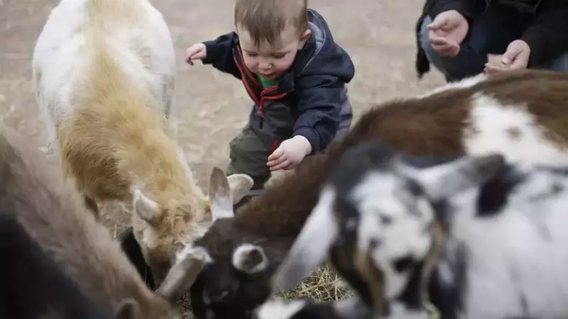 The Etymological Journey of 'Kid': From Goats to Children