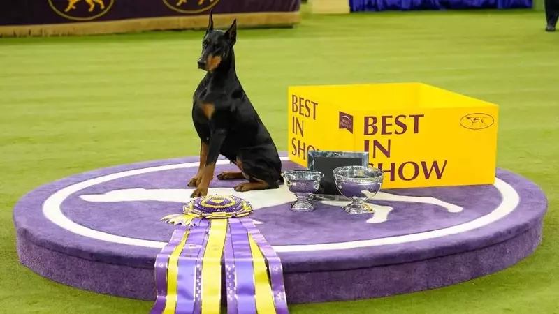 Doberman Pinscher 'Penny' Crowned Best in Show at 150th Westminster Dog Show