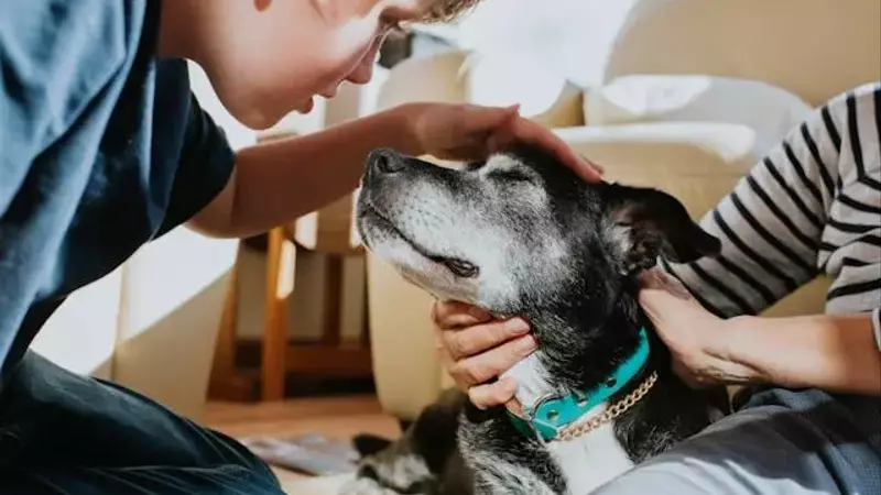 Caring for Senior Pets: A Comprehensive Guide