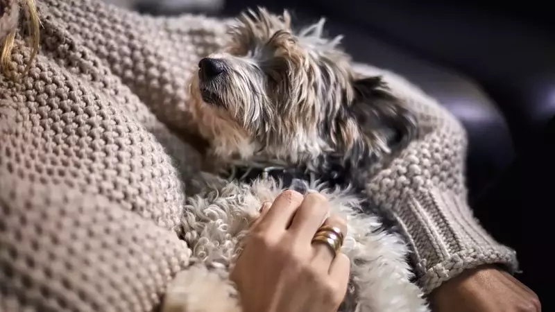 The Unseen Comfort: How a Yorkie Mix Navigated Empty Nest Syndrome with a Grieving Mother
