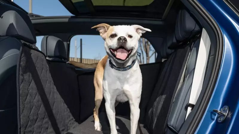 Bentley's Bespoke Pet Accessories Elevate Canine Comfort in Luxury SUVs