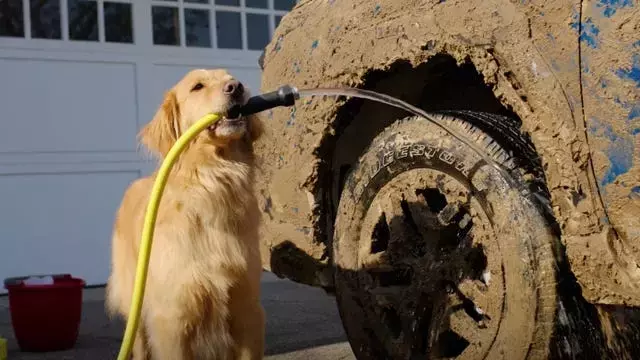Subaru's Unbreakable Bond with Dog Owners