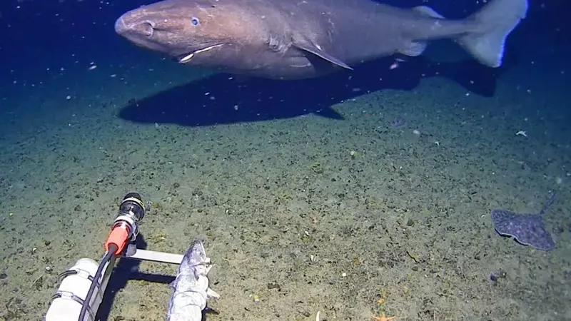 Rare Deep-Sea Shark Sighting in Antarctic Waters