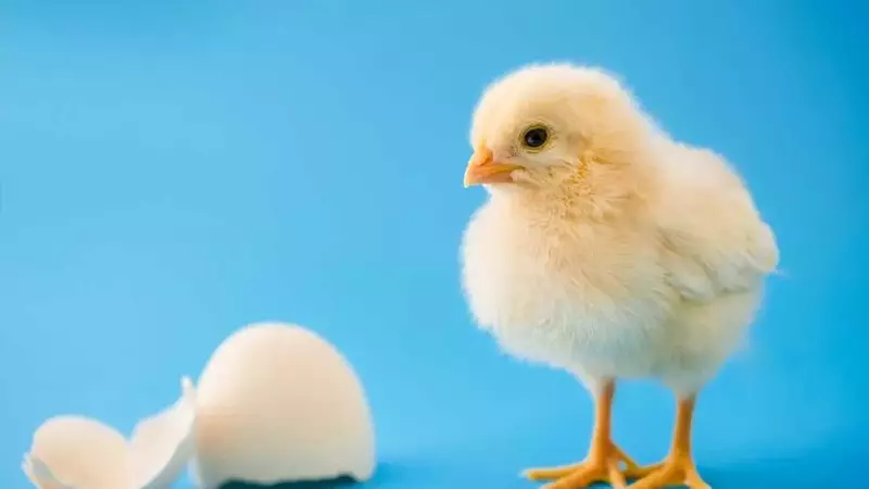 Chicks Show Innate Sound-Shape Connection Like Humans