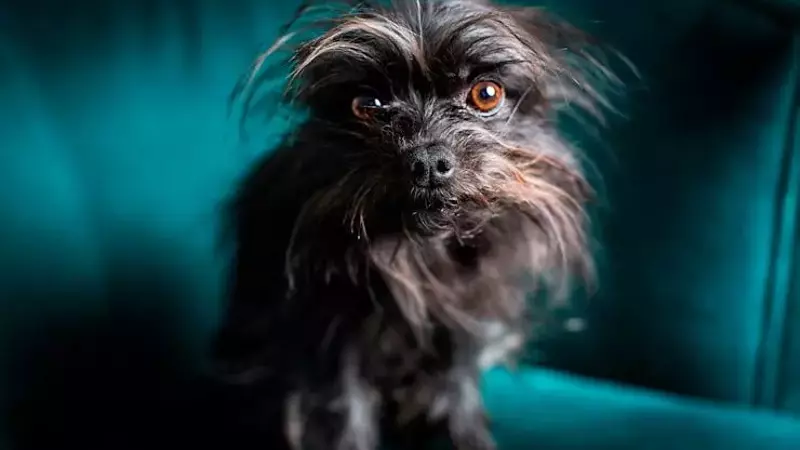 When Do Dogs Need Anxiety Medication? A Vet's Insights