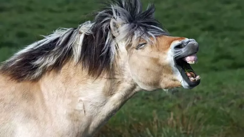 Understanding the Bimodal Nature of Horse Whinnies