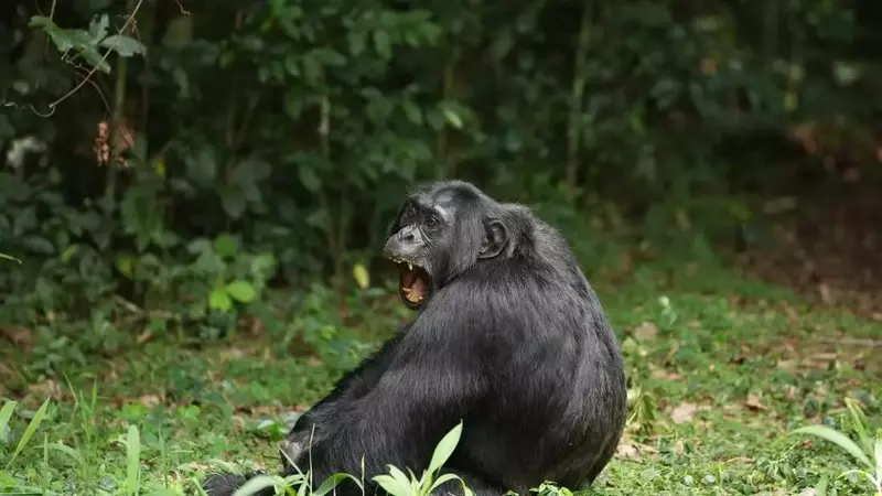 Chimpanzee's Diet of Fermented Fruit Offers Clues to Human Alcohol Affinity