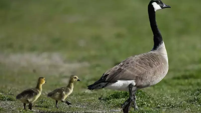 The Amazing Journey of Geese: Migration and Survival
