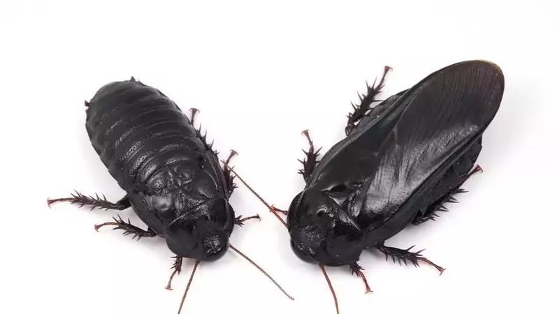 Cockroaches Show Evidence of Long-Term Pair Bonding Through Unique Ritual