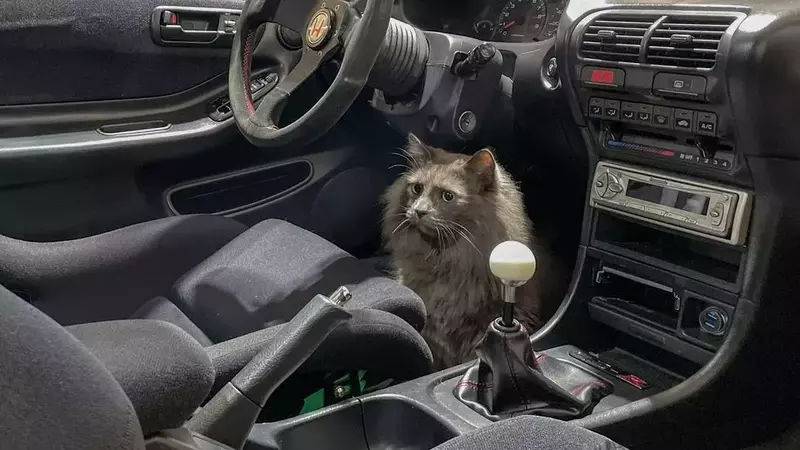 Car and Driver Staff's Beloved Pets