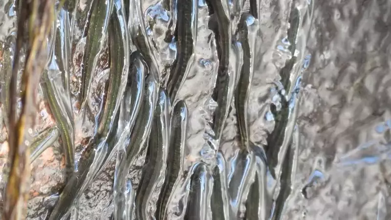 The Amazing Feat of Waterfall-Climbing Fish