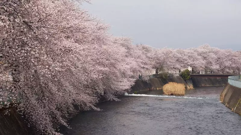 The Ephemeral Splendor of Cherry Blossoms: A Global Photographic Journey