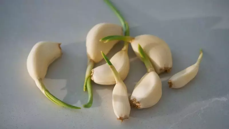 Mastering Garlic Preservation: Essential Storage Techniques for Optimal Flavor and Health Benefits