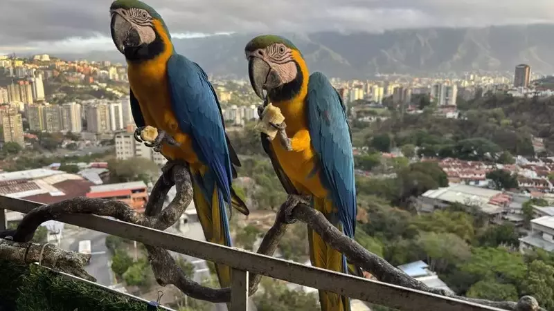 Caracas' Vibrant Macaws Face Habitat Loss Amid Urban Renewal