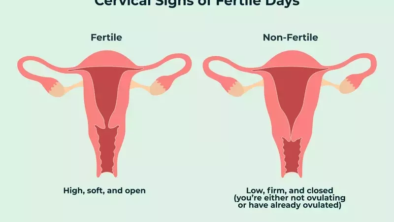 Understanding Your Cervix: A Guide to Self-Examination