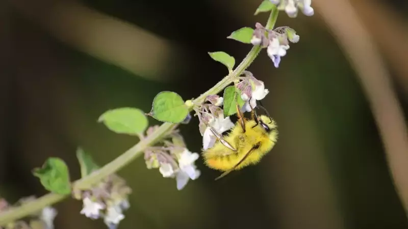 The Vital Role of Pollinators: Enhancing Human Health and Economic Stability