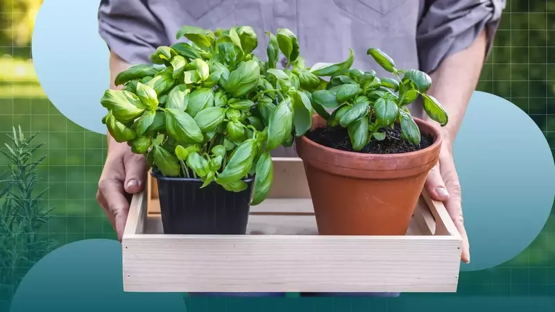 Cultivating Culinary Herbs: A Guide for Home Gardeners
