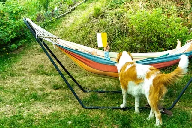 Summer Reading: Dog-Themed Books for All Ages