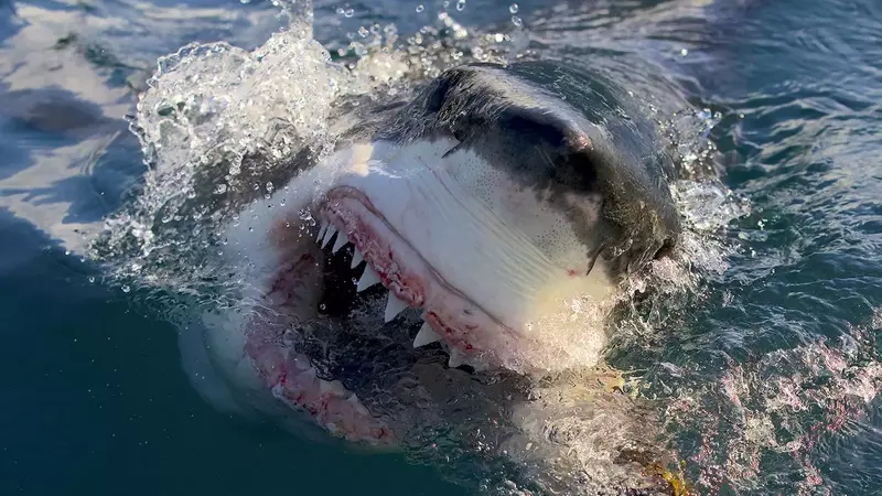 Wheelhouse Acquires Shark Week Production Powerhouse Anomaly Entertainment