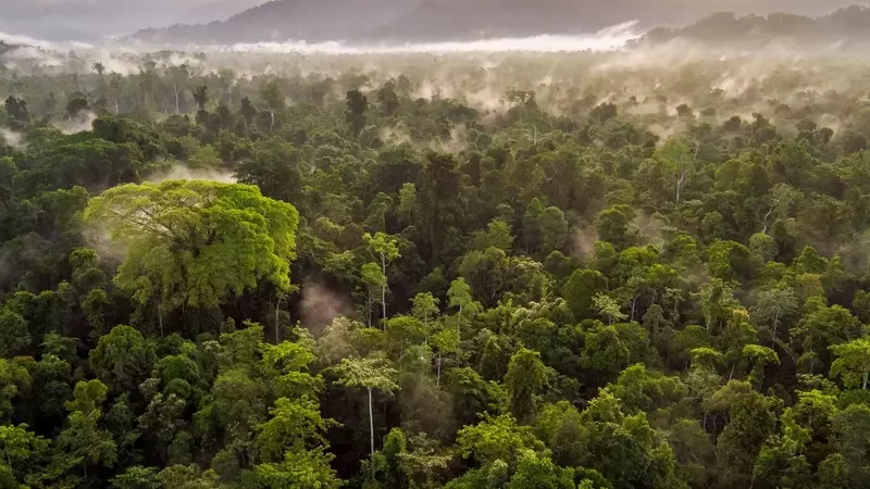 The EU Deforestation Regulation and the Future of Leather